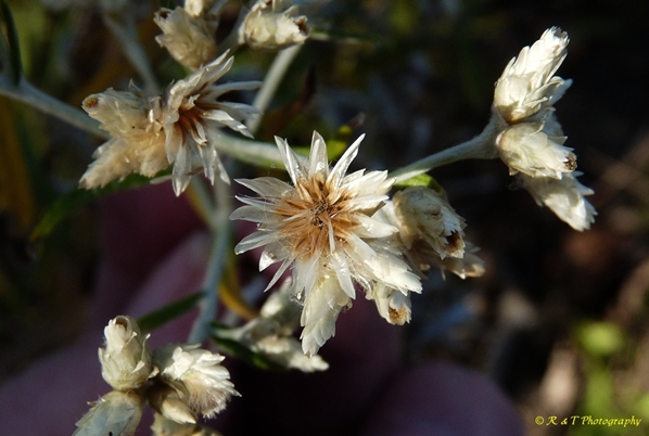 {Pseudognaphalium obtusifolium}